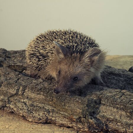 Decorative pygmy hedgehog is watching carefully. Prickly hedgehog sits on tree bark.の写真素材