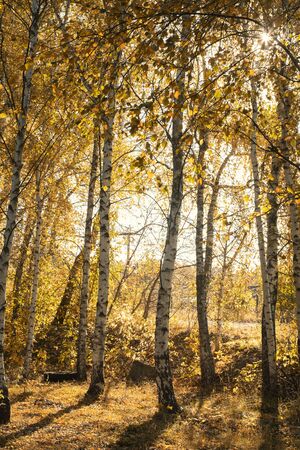 Birch forest in autumn Sunny day . The shadows falling on the Golden leavesの写真素材