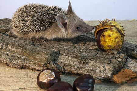 Dwarf American hedgehog on the bark of tree with chestnuts . Autumn mood.の写真素材