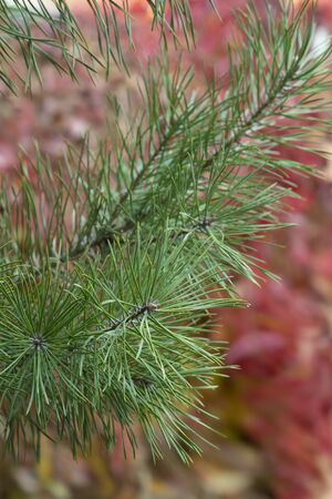needles on a background of red leaves. Pine branch close upの写真素材