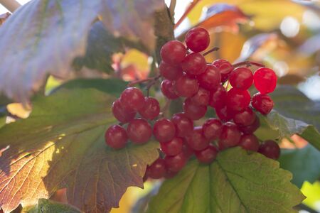 sprig of ripe Rowan in the sun. Red autumn berries on Rowan treeの写真素材