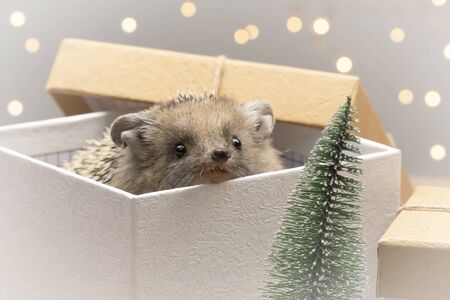 Little curious hedgehog climbs out of the gift box. European dwarf hedgehogs in the Christmas holidaysの写真素材