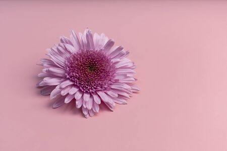 Pink chrysanthemum on a pink paper background. One flower flat layout, space for textの写真素材