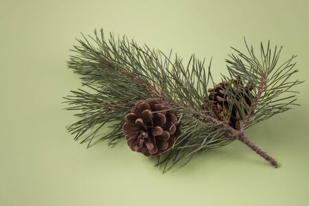 Pine branches and cones on green backgroundの写真素材