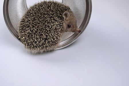 An African pygmy hedgehog poses for the camera. Sitting on a portrait plate for shooting.の写真素材