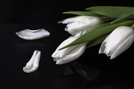 Three elegant white tulips and two petals on blackの写真素材