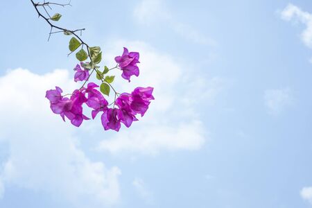 Bougainvillea flower, a delicate purple flower against a blue sky with clouds.の写真素材