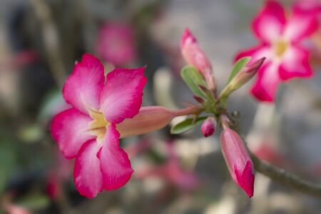Sprig of blooming pink Azalea, soft focus.の写真素材