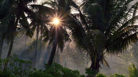 Palm tree forest in morning mist in the sunbeamsの写真素材
