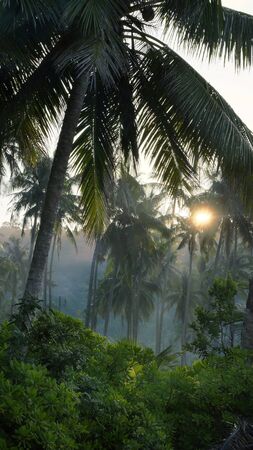 Palm trees in the morning fog on the island.の写真素材