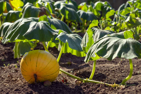 Growing melons in the open field on the siteの写真素材
