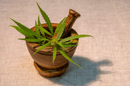 Wooden mortar with green medicinal cannabis leavesの写真素材