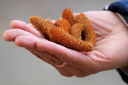Small coniferous cones to hold in the palm of your hand