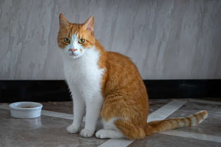 Red domestic cat at the bowl waiting for food
