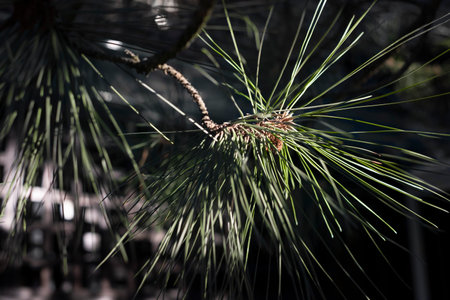A sprig of pine in the shade and glareの写真素材