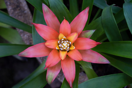 Exotic pink flower. Flower background