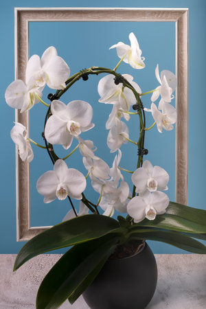 Elegant white orchid in a frame on a blue backgroundの写真素材