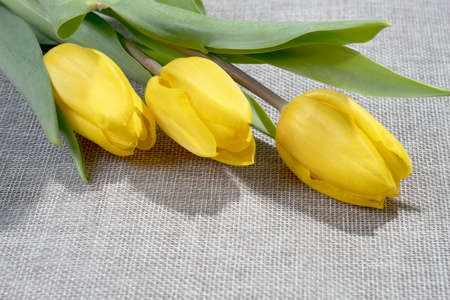 Three yellow tulips on a gray canvas.の写真素材