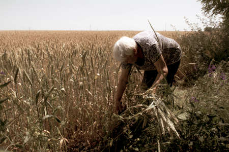 An old woman collects wheat. A farmer works in a field with wheat.の写真素材