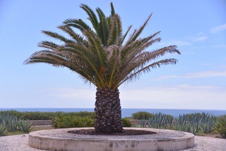 An island in the Azores archipelago in the Atlantic Ocean, belonging to Portugal. The island is part of the eastern group of the archipelago and is the largest in the archipelago in terms of territory and populationの写真素材