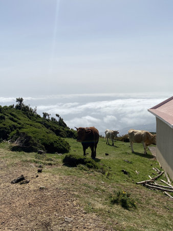 Madeira is the oldest resort in Europe. This is a mountainous region of eternal spring, drowning in flowers, covered with green trees.の写真素材