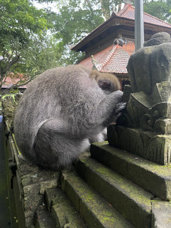 Monkey in the temple, Ubud, Bali, Indonesia