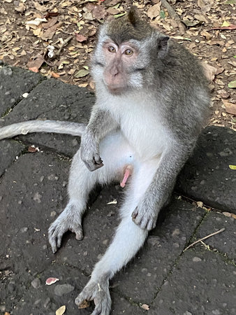 Monkey sitting on the ground in the park. Macaca fascicularis.