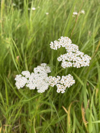 White yarrow (Achillea millefolium) flowers in the meadow