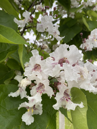 White flowers of the Spanish tree (Catalpa bignonioides)の写真素材