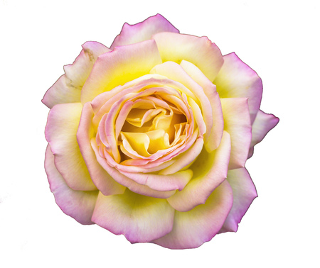 whiterose on white backgroundの写真素材