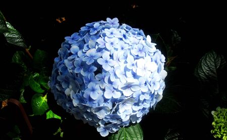 flower blueの写真素材