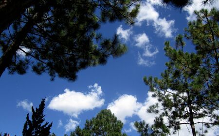 tree topsの写真素材