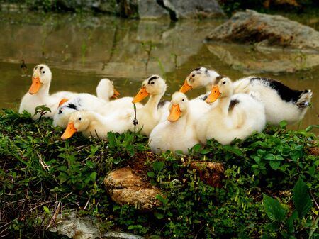 Cute ducklings