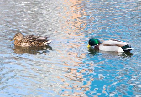 Two wild ducks swimming on river. Mallard. High quality photo.の写真素材
