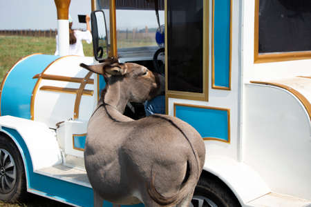 the donkey stuck his head into the locomotives cabin to the driver.の写真素材