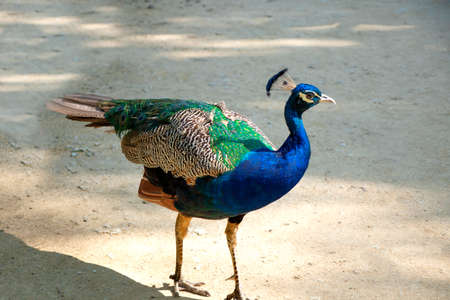 peacock . Bright blue bird. Peacock portrait. Color photo of a peacockの写真素材