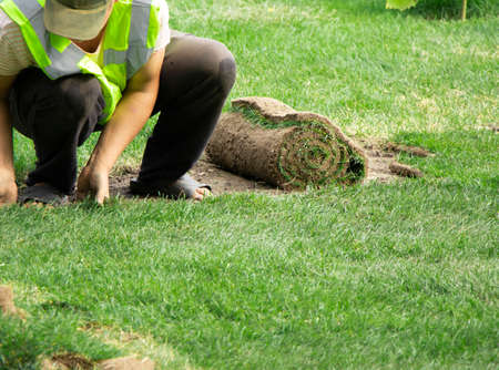 selective focus. Grass for mowing a lawn, in the background a blurred workerの写真素材