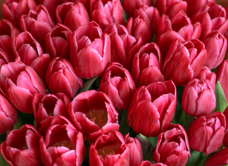 red Tulip varieties Avignon close-up. fresh bouquet of tulip buds.の写真素材