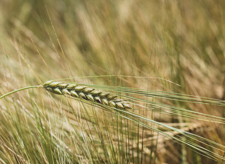 spikelet of wheat millet of golden and yellow colorの写真素材