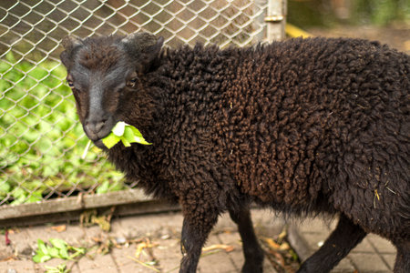 Black sheep grazing on a green alpine meadow. green grass field on a farmの写真素材