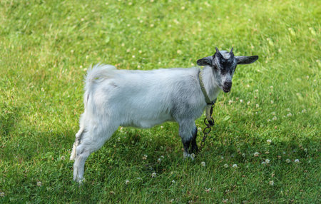 Young domestic goat kid standing on green grass in summer pastureの写真素材