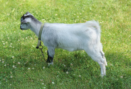 Young domestic goat kid standing on green grass in summer pastureの写真素材