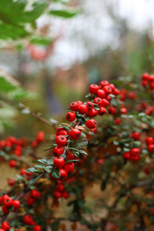 Close-up of bright red berries on a branch with green leaves in autumn garden