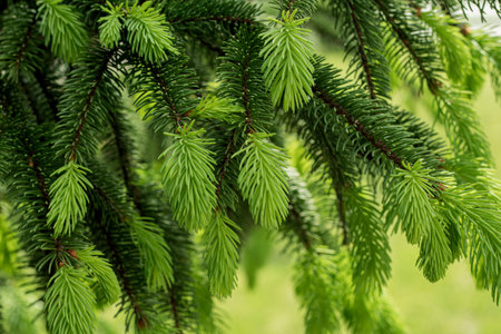 Evergreen background, fresh summer cypress leaves. Green leaves background