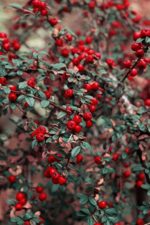 Close-up of bright red berries on a branch with green leaves in autumn garden