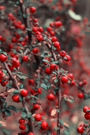 Close-up of bright red berries on a branch with green leaves in autumn garden