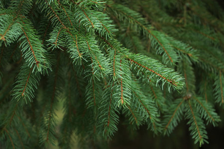 Dwarf Alberta spruce ,Picea glauca, needles texture.