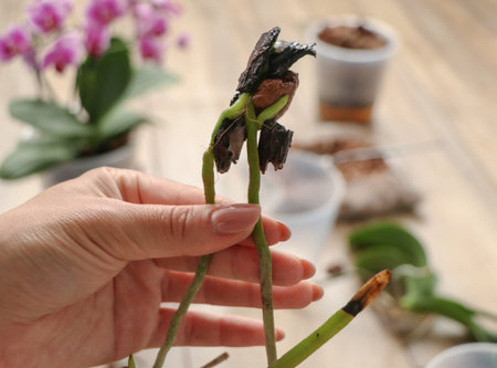 Concept of taking care of healthy roots.の写真素材