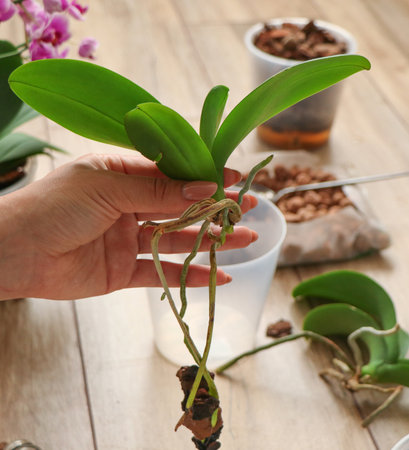 Concept of taking care of healthy roots. damaged orchidの写真素材