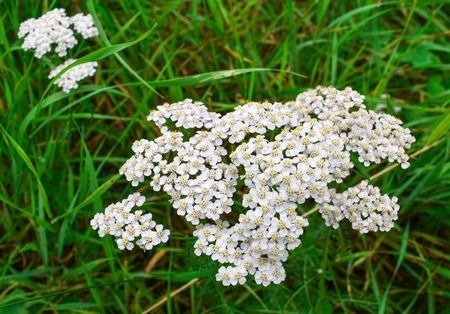 White wildflowers grow in the green grass in the meadow